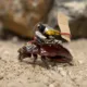 Crean cucarachas cíborg