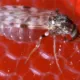 Culicoides