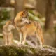 El CSIC alerta vuelven lobos