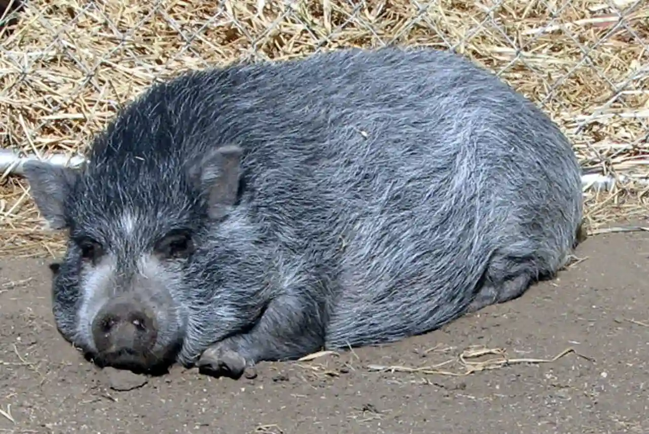 El cerdo vietnamita