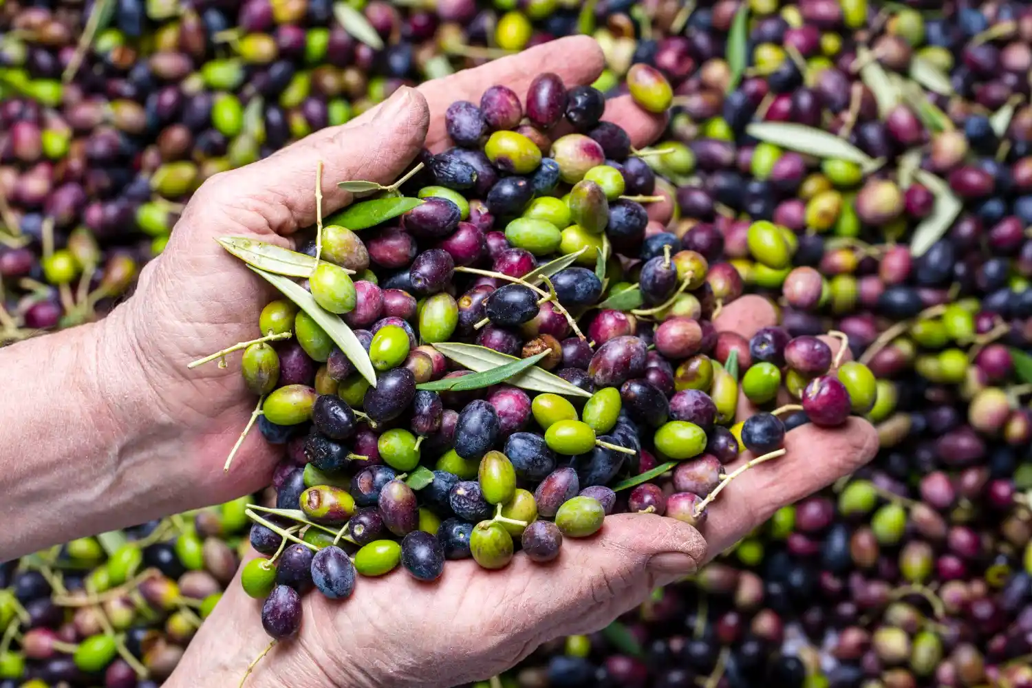Gran cosecha de aceite de oliva