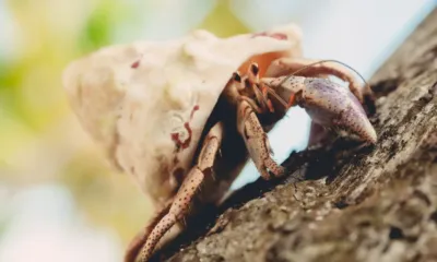 Insectos y moluscos