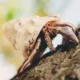 Insectos y moluscos