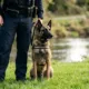 Sully, el perro policía