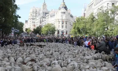 Trashumancia Madrid