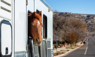 Un camion con caballos en carretera