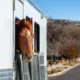 Un camion con caballos en carretera