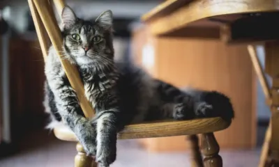 Un gato persa en una silla de madera