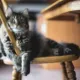 Un gato persa en una silla de madera