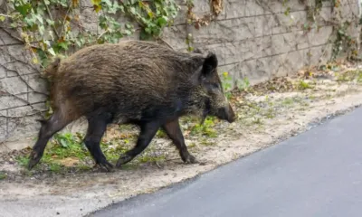 Un jabalí irrumpe en un bar