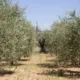 Un olivar de Jaén