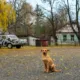 Un perro en Chernóbil