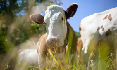 Una vaca con Virus Shamonda