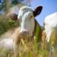 Una vaca con Virus Shamonda