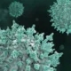Virus Shamonda