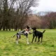 a un parque canino