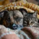 cambios para perros y gatos