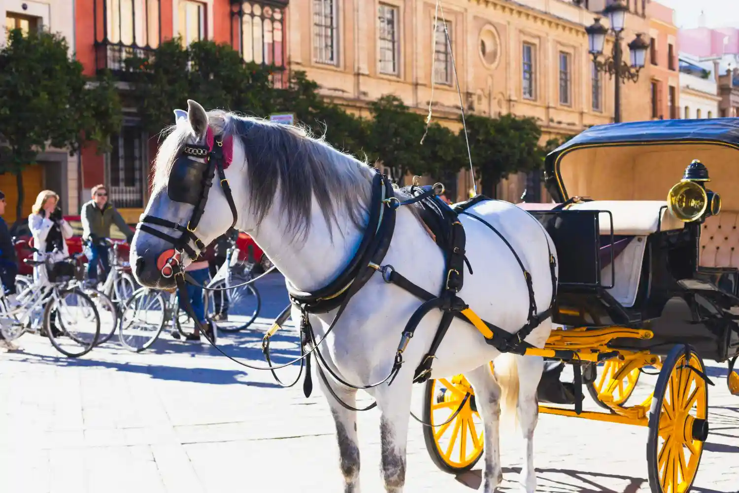 carruajes de caballos