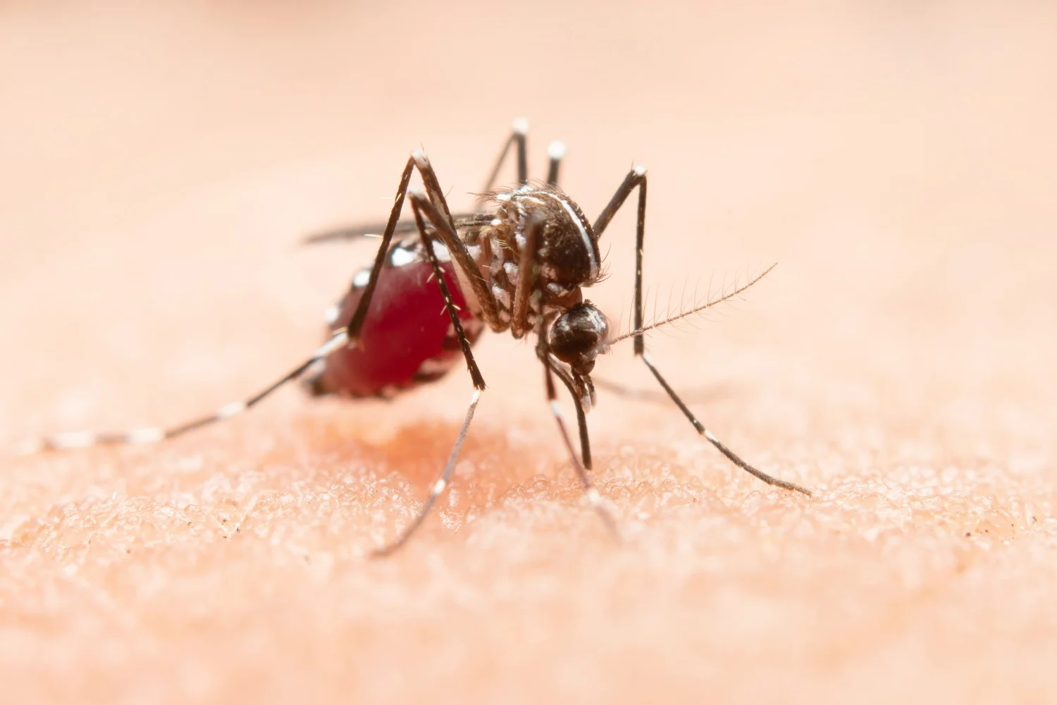 el mosquito tigre