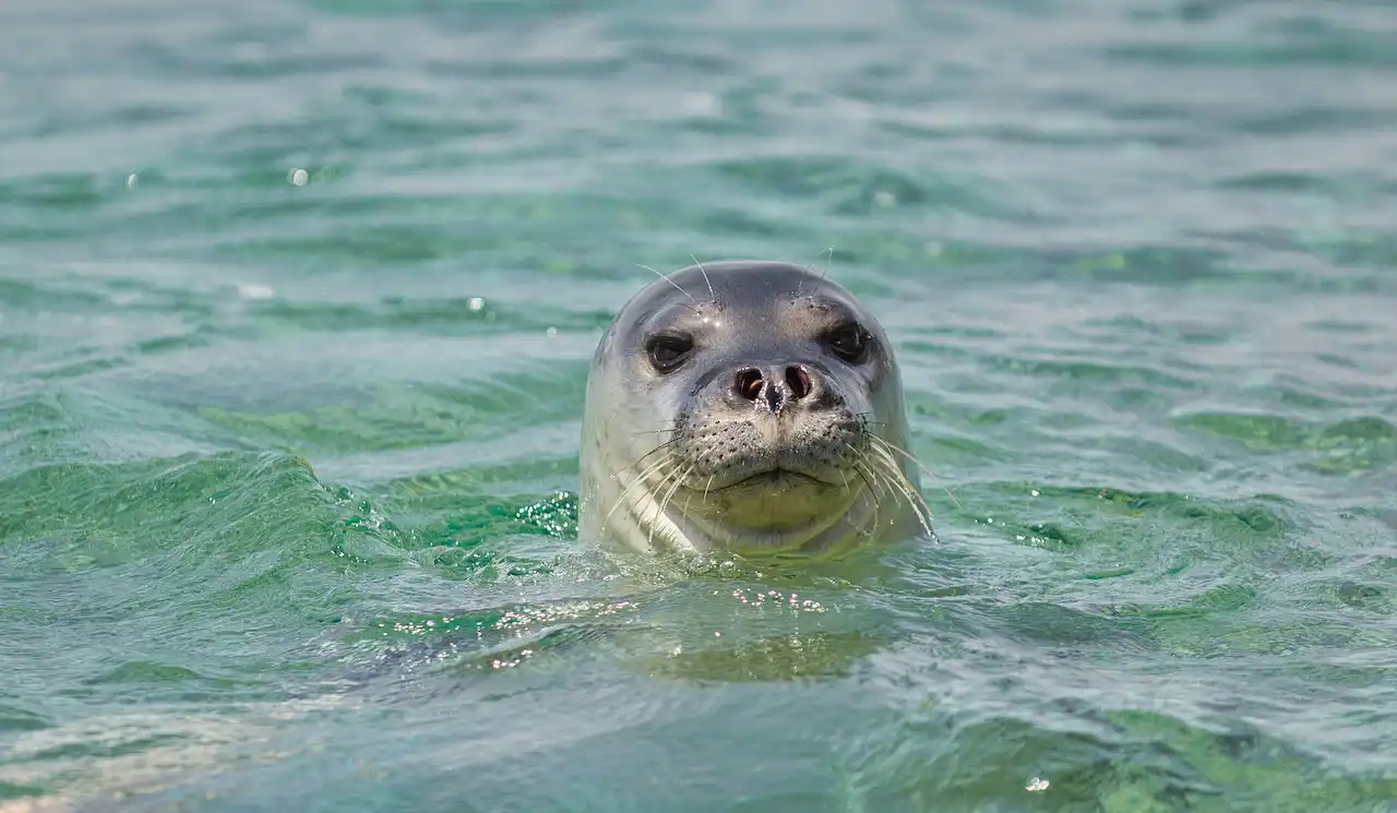 la foca monje