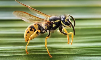 la velutina