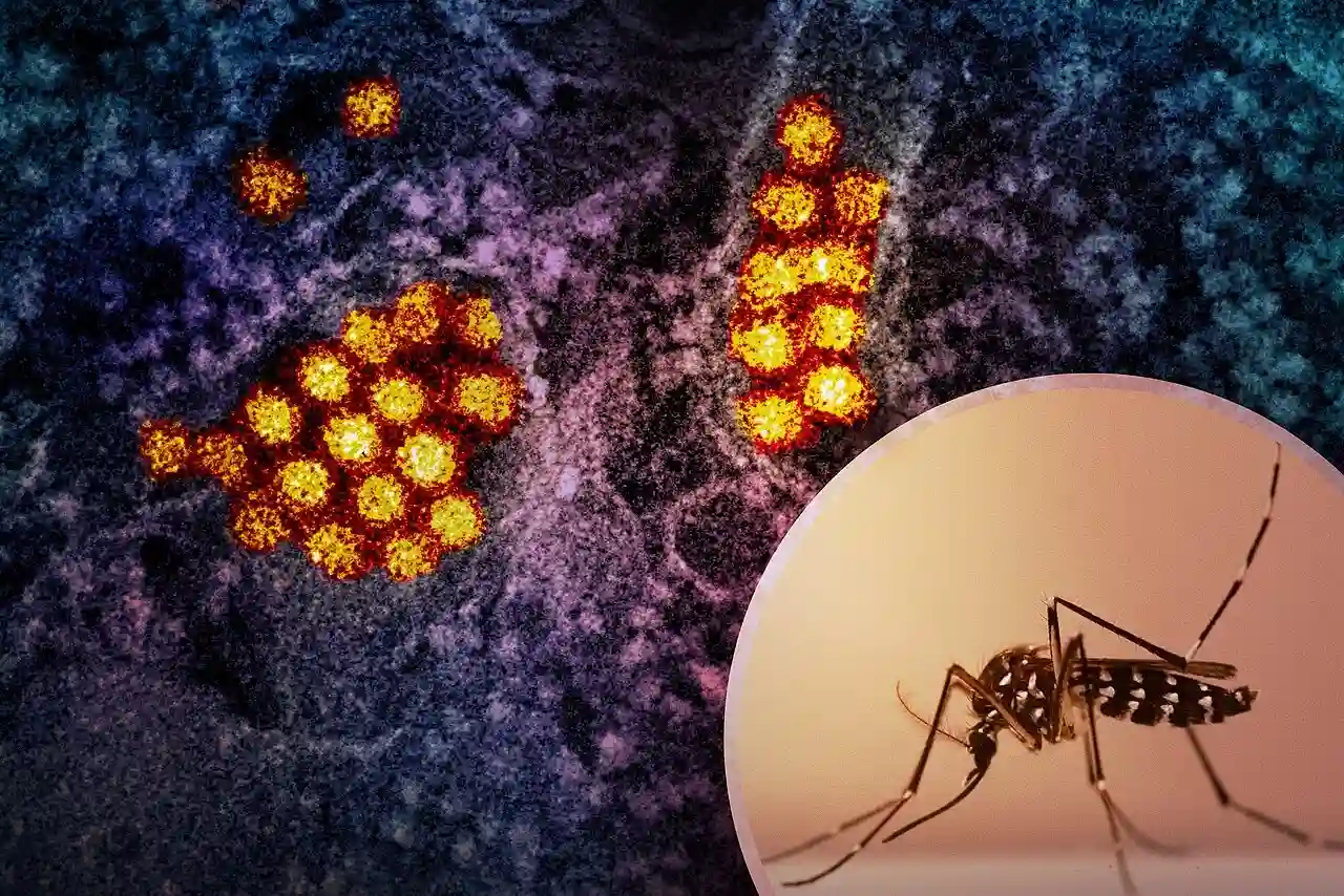 mosquito y virus del dengue