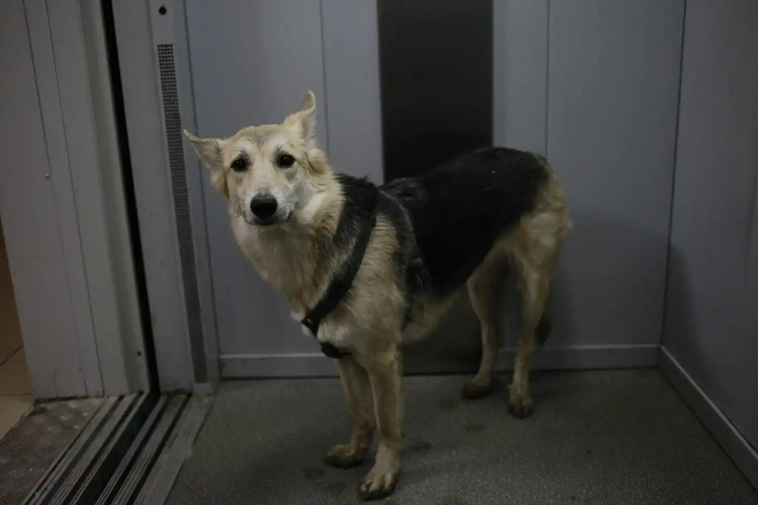 perro al quedar atrapado en un ascensor