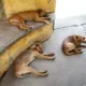 perros muertos encadenados