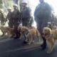 perros y voluntarios al rescate