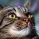 puede ser mortal para gatos