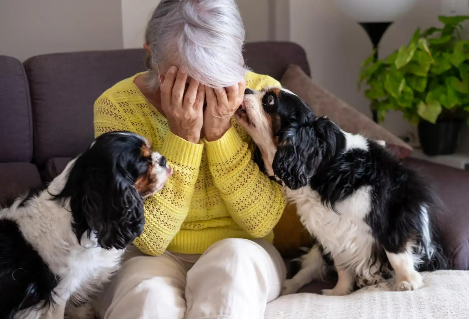 terapia con perros a los mayores