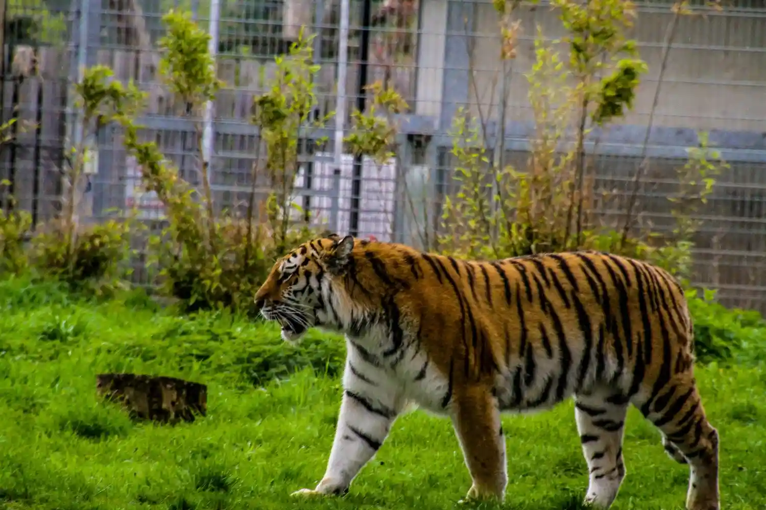 un tigre en un zoo de Yorkshire