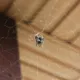 villa en Bali al espantar una araña